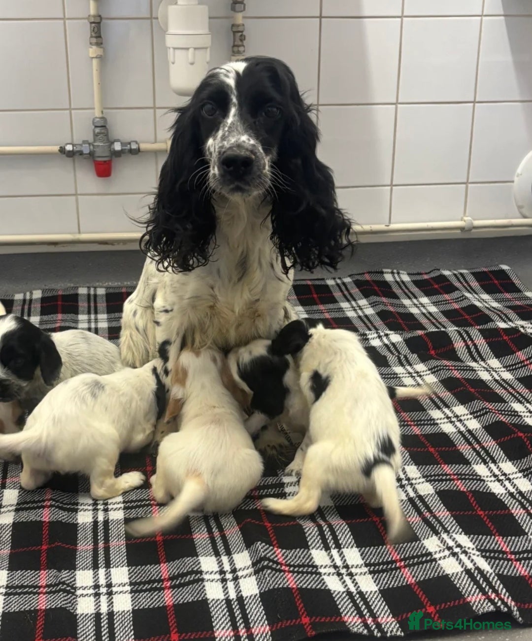 Cocker Spaniel dogs for sale: Cocker spaniel - Image 6
