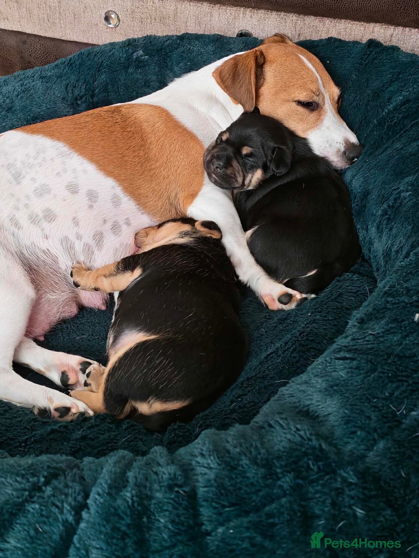 Mixed Breed dogs Two beautiful jack cross French puppies for sale  - Advert 10
