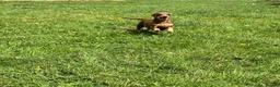 Miniature Dachshund dogs for sale: ⭐️adult⭐️Miniature dachshund  - Advert 3