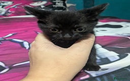 British Shorthair cats for sale: Kittens - Image 1