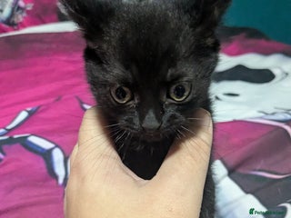 British Shorthair cats - Advert 28