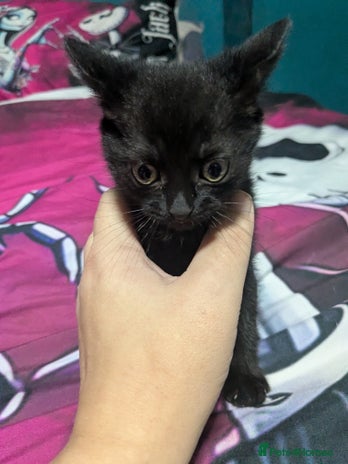 British Shorthair cats - Advert 6