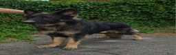 German Shepherd dogs for stud: Health tested Stunning kc reg sable stud  in Bedford - Advert 4