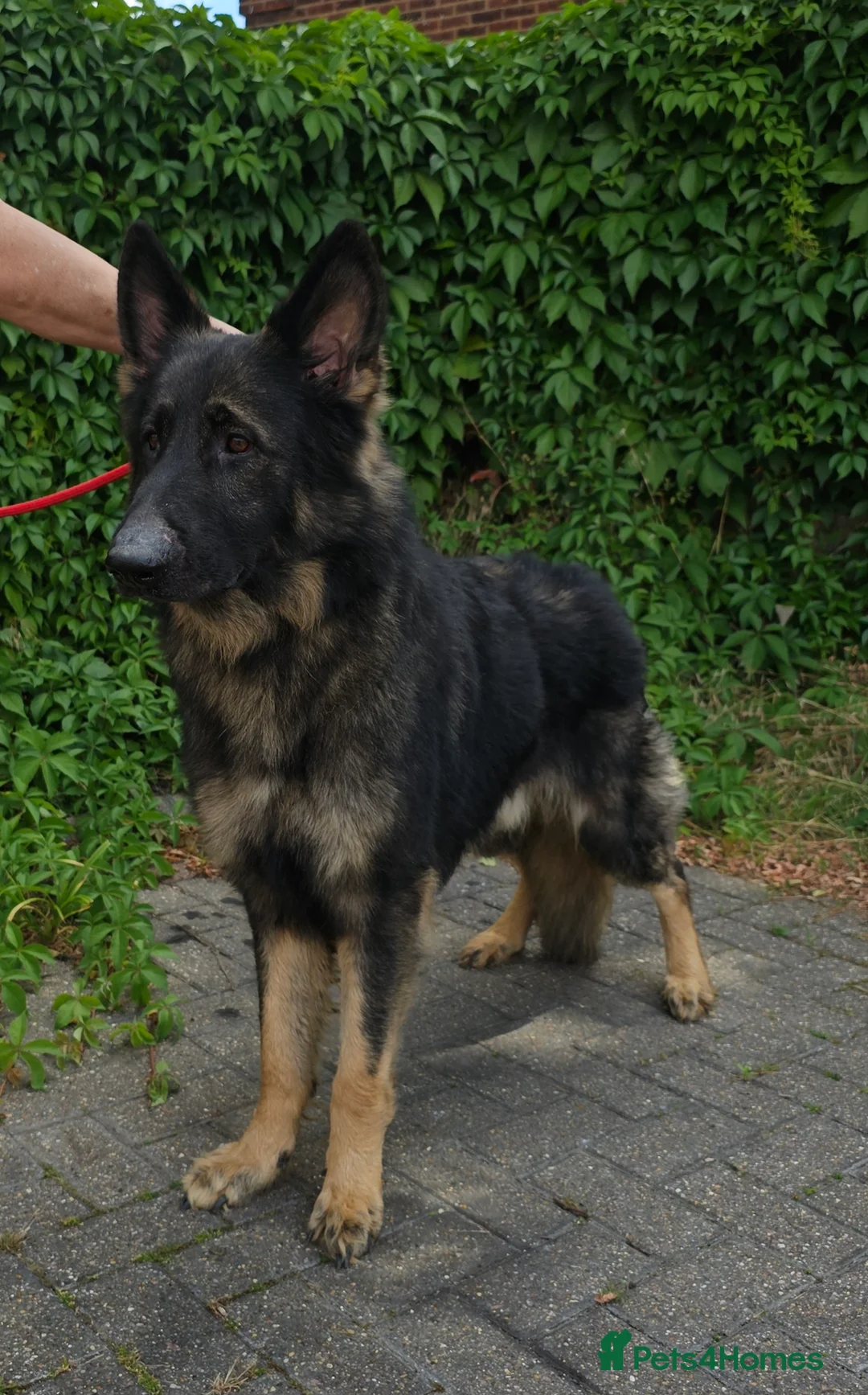 German Shepherd dogs for stud: Health tested Stunning kc reg sable stud  in Bedford - Advert 4
