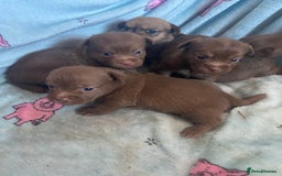 Mixed Breed dogs for sale: Jack x Shitzu puppies dob 17th august 2025  - Image 1