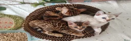 Bengal cats for sale: ✨ READY NOW - Pedigree Bengal Kitten Boy✨ - Advert 8
