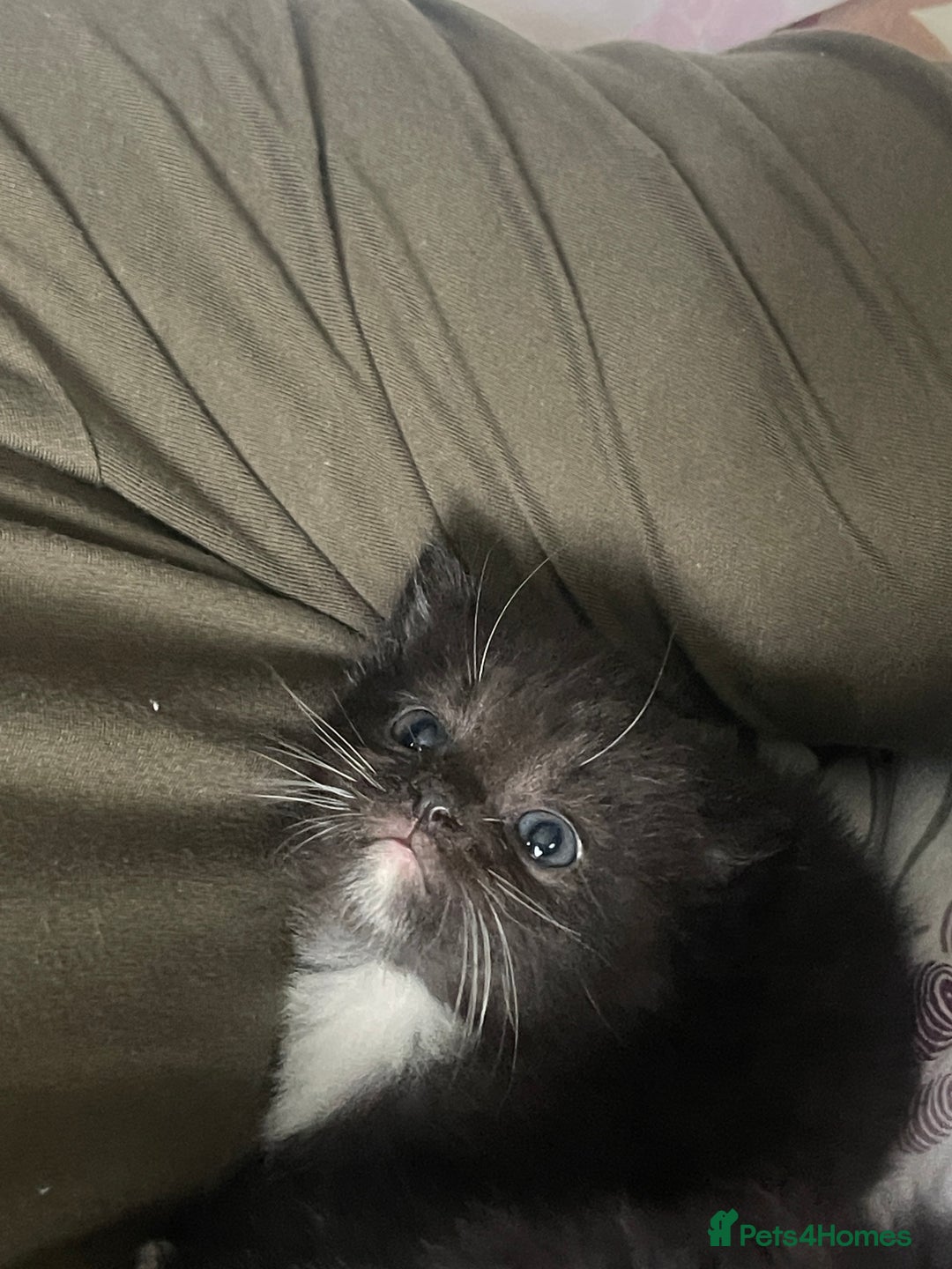 Mixed Breed cats for sale: Cutest Scottish Fold and BSH kittens  - Image 16
