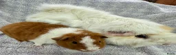 Guinea Pig rodents for sale: Gorgeous Pair Of Male Guinea Pigs  - Advert 3