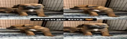 Mixed Breed dogs for sale: 1 PUP LEFT — Staffy X Rottweiler Mix Puppies - Advert 17