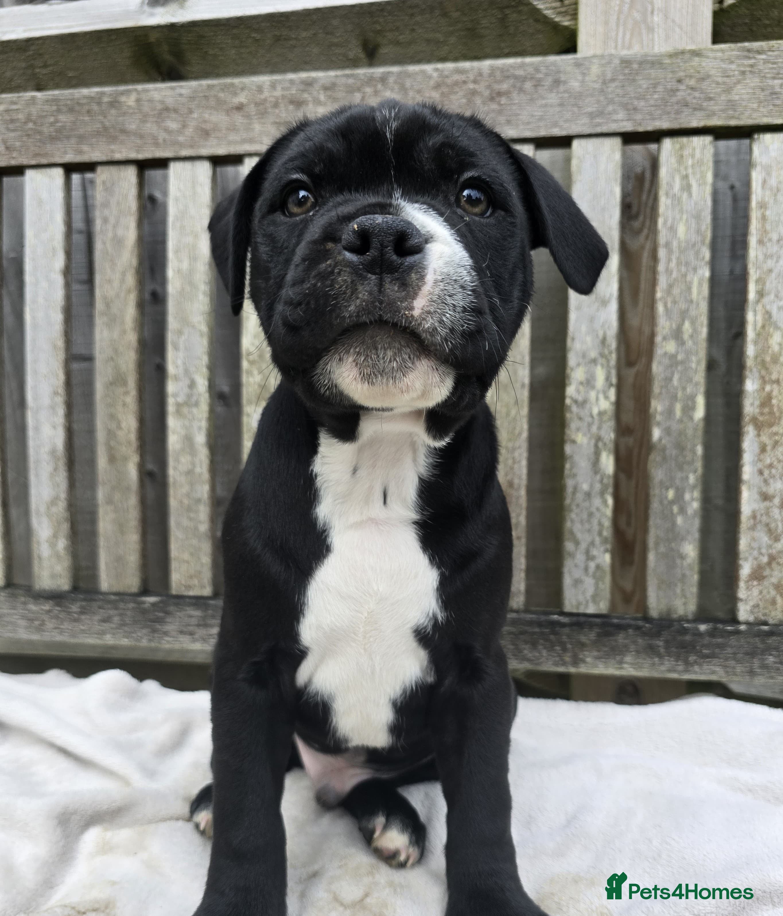 Staffordshire Bull Terrier dogs 🥰 Beautiful Pups ready to leave now 🥰 - Advert 8