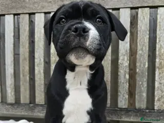 Staffordshire Bull Terrier dogs 🥰 Beautiful Pups ready to leave now 🥰 - Advert 8