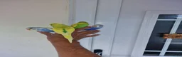 Budgerigars birds for sale: Super Silly hand tamed budgie - Advert 12