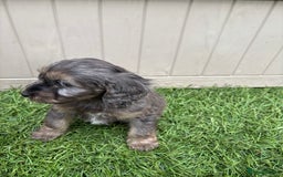 Cockapoo dogs for sale: Gorgeous cockapoo puppies - Image 28