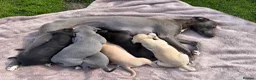 Whippet dogs for sale: Beautiful KC Whippet Puppies - Advert 6