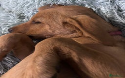 Labrador Retriever dogs for sale: KC REG Lab puppy ready to take home - Image 8