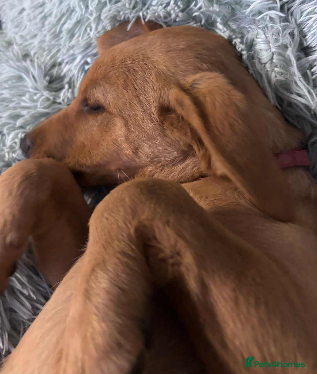 Labrador Retriever dogs for sale: KC REG Lab puppy ready to take home - Image 8