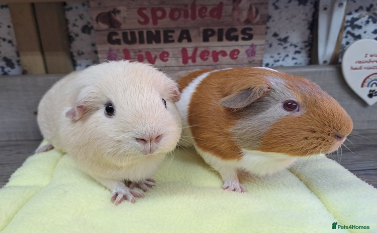 Guinea Pig rodents - Advert 3