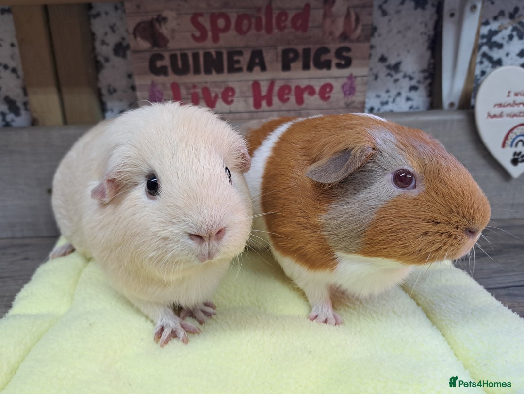 Guinea Pig rodents for sale: Two Female Guinea Pigs - Leeds LS27 area - Image 1