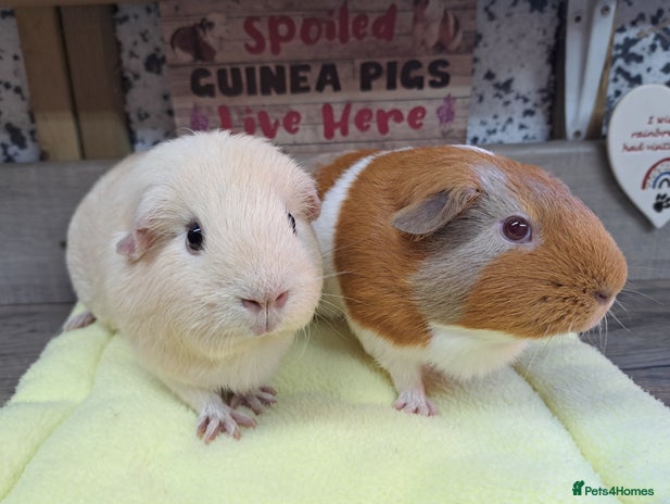 Guinea Pig rodents - Advert 4
