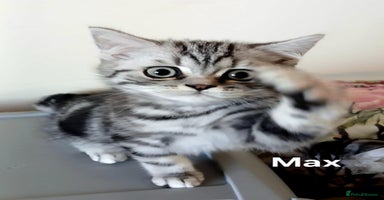 British Shorthair cats - Advert 10