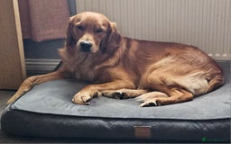 Golden Retriever dogs for sale: KC Golden retriever for sale - Advert 3