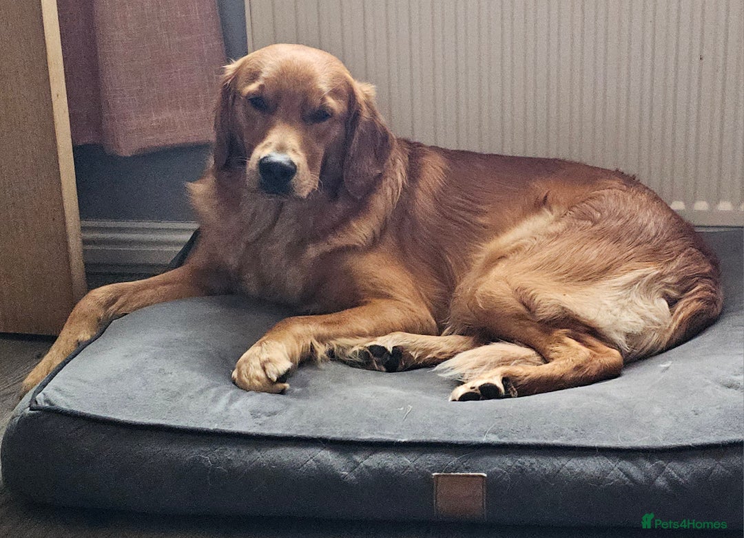 Golden Retriever dogs for sale: KC Golden retriever for sale - Advert 3