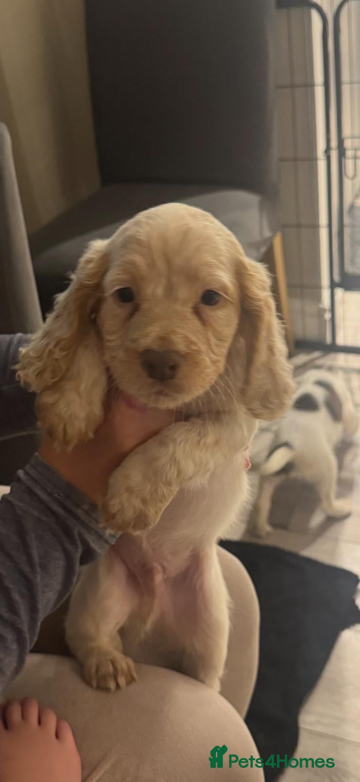 Cocker Spaniel dogs KC registered, fully health tested working cockers - Advert 2