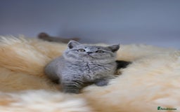 British Shorthair cats for sale: GCCF reg blue kittens  - Image 6