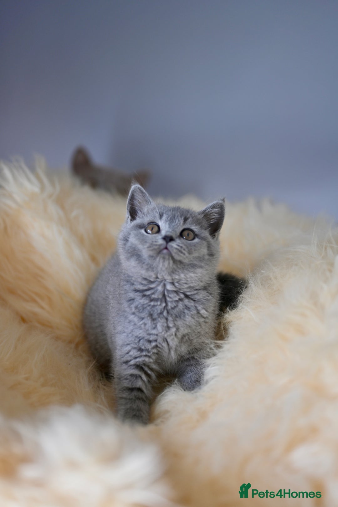 British Shorthair cats for sale: GCCF reg blue kittens  - Image 6