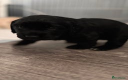 Cocker Spaniel dogs for sale: 1 female cocker spaniel for sale  - Image 4
