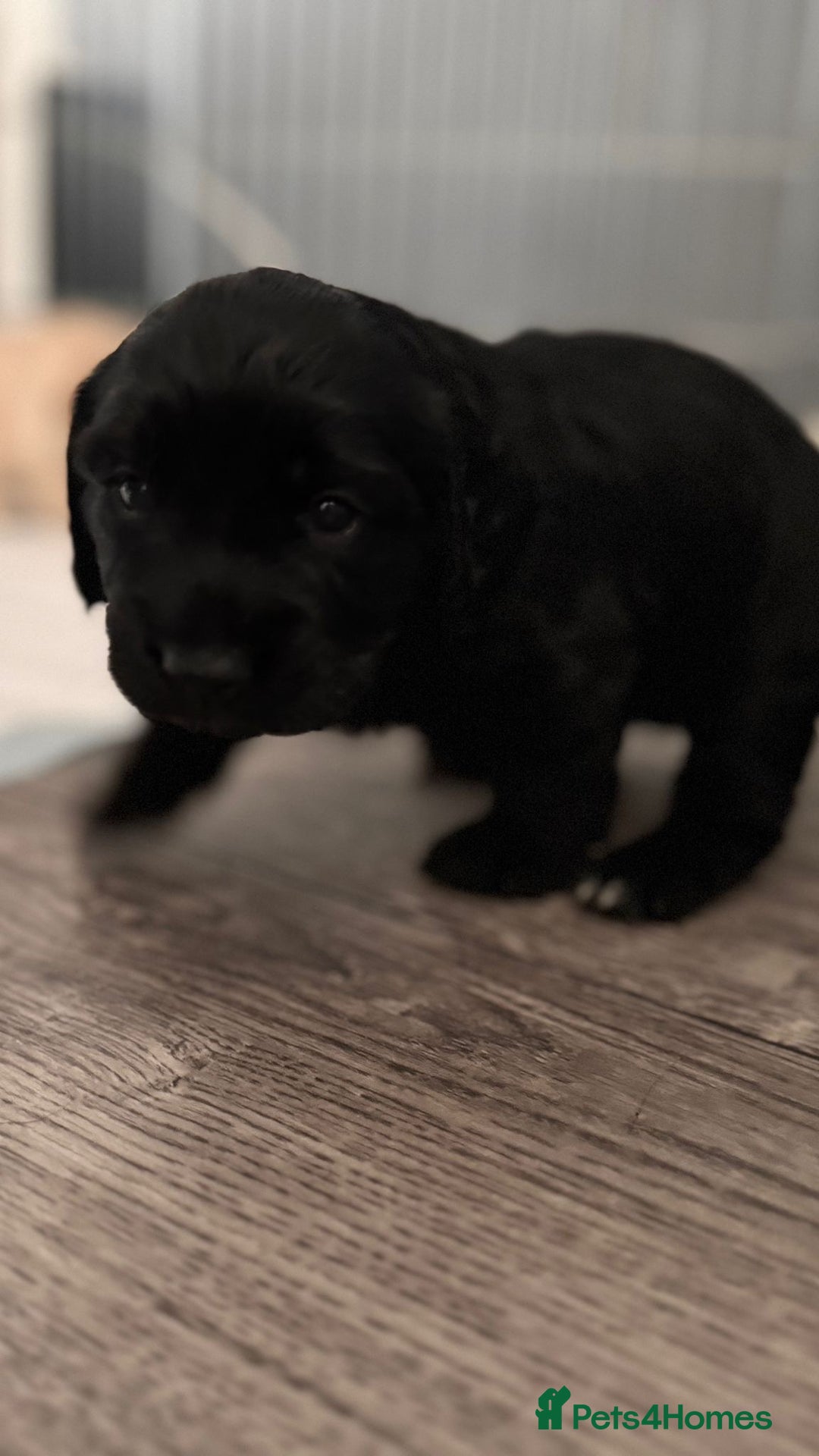 Cocker Spaniel dogs for sale: 1 female cocker spaniel for sale  - Image 4