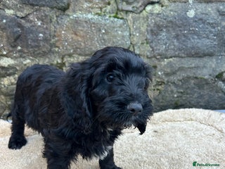 Cockapoo dogs BEAUTIFULL F1 COCKAPOO PUPPYS - Advert 15