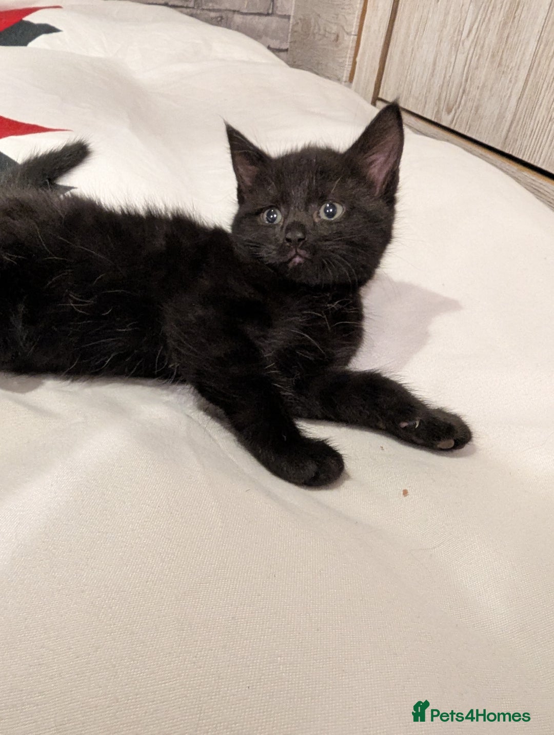 Bombay cats for sale: Beautiful kittens perfect for  **   ** s  - Advert 12
