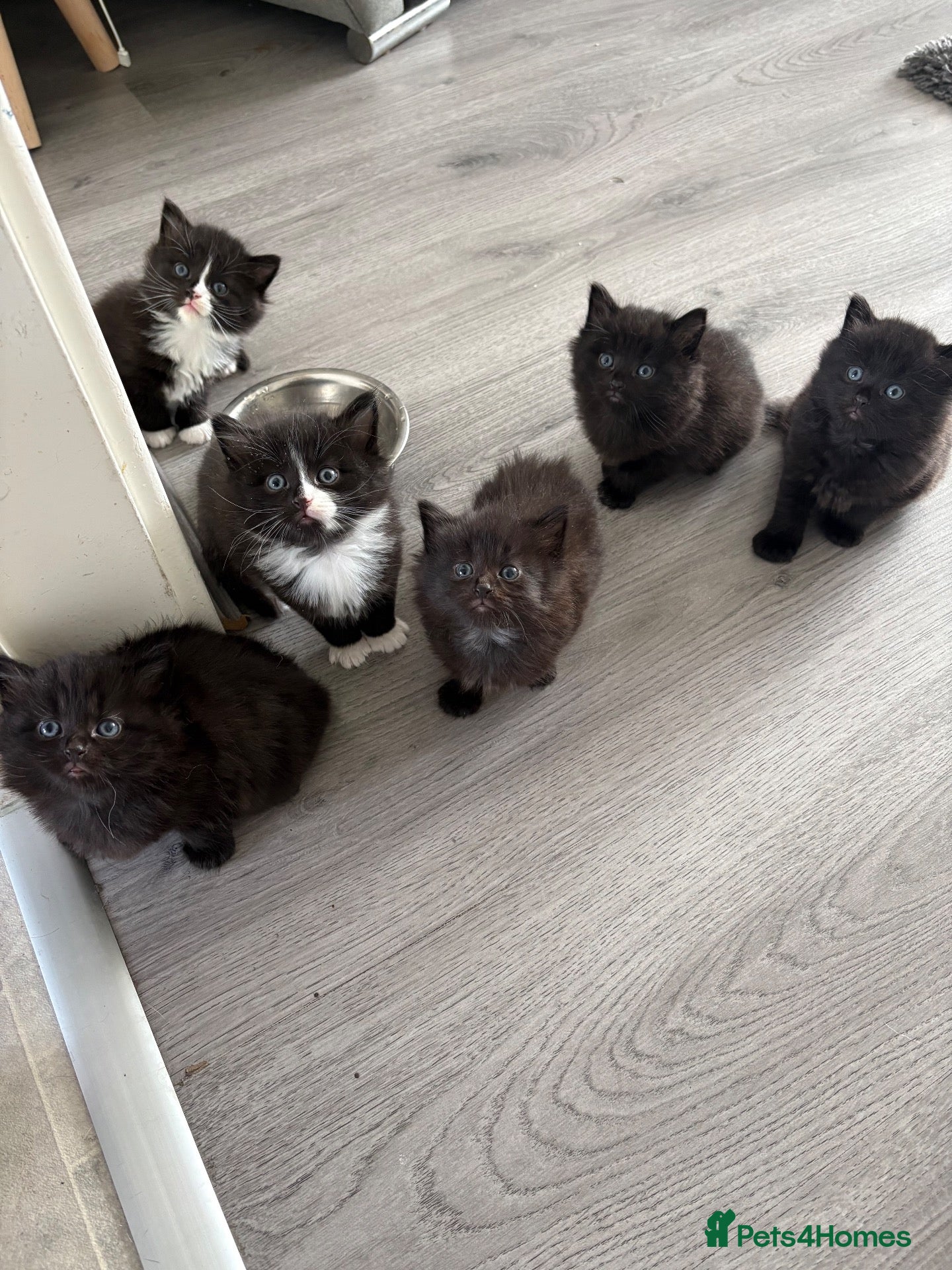 Mixed Breed cats Fluffy kittens - Advert 7