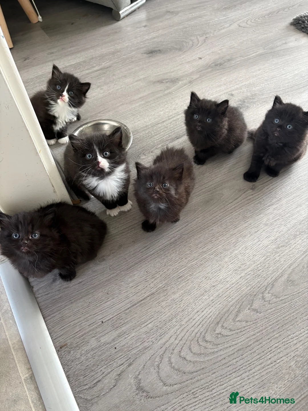 Mixed Breed cats for sale: Fluffy kittens - Advert 1