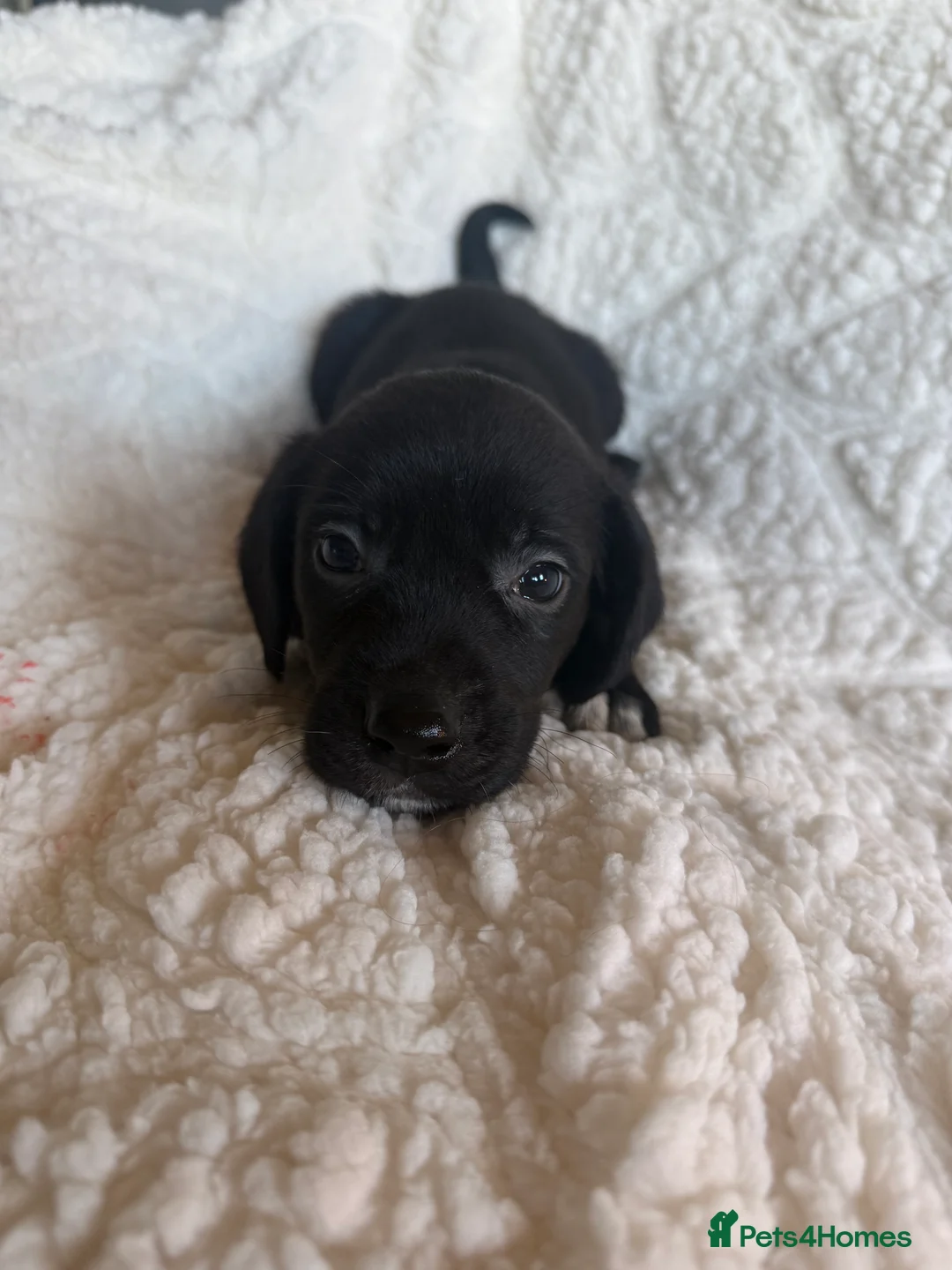 Mixed Breed dogs for sale: 9 playful beagledoor  - Advert 8