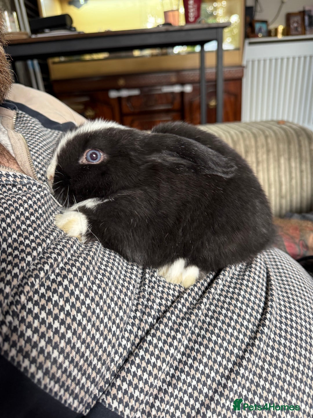 Mini Lop rabbits for sale: Two Mini Lop Bucks 🩵 - Advert 7