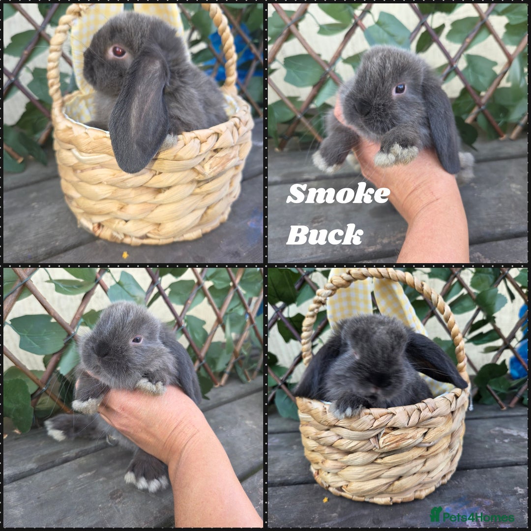 Mini Lop rabbits for sale: Pure bred Mini Lop Bunnies - Image 11