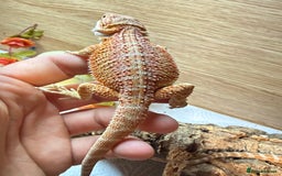 Bearded Dragon reptiles for sale: 🔥🔥🔥 BABY BEARDED DRAGONS 🔥🔥🔥 4 LEFT 🔥🔥 - Image 22