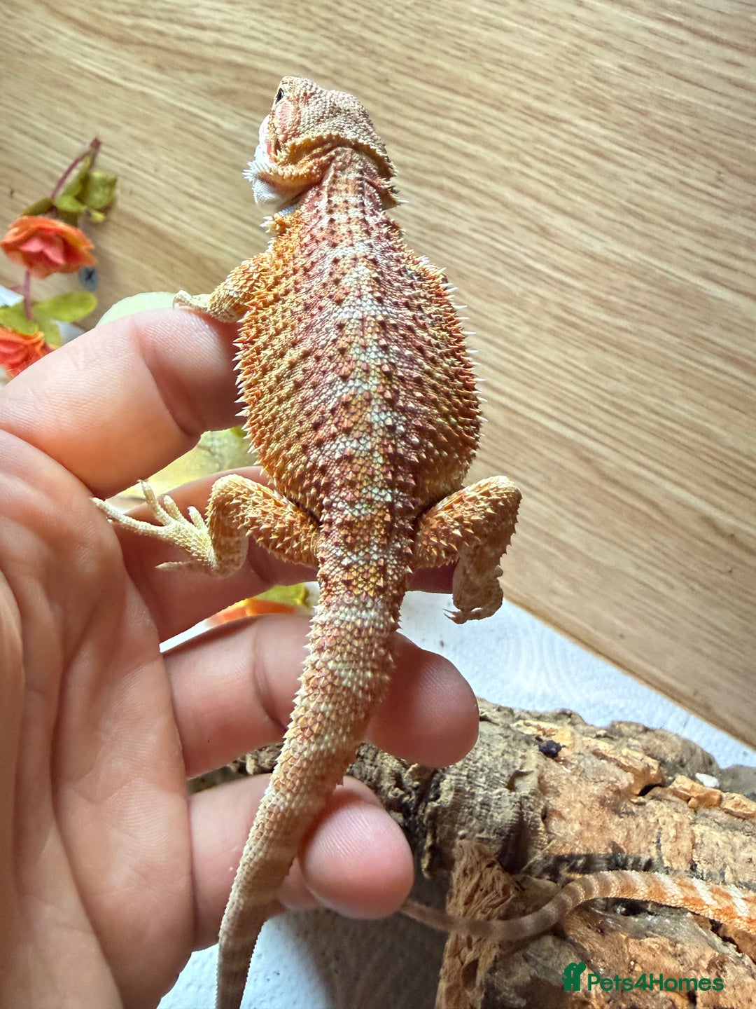 Bearded Dragon reptiles for sale: 🔥🔥🔥 BABY BEARDED DRAGONS 🔥🔥🔥 4 LEFT 🔥🔥 - Image 22