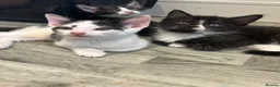 Mixed Breed cats for sale: Beautiful Tuxedo Male kittens in Erith - Advert 3