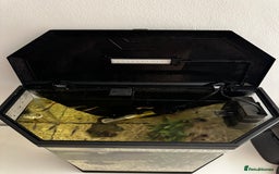 Other/Mixed Breed fish for sale: Guppies with 25L tank  - Image 7