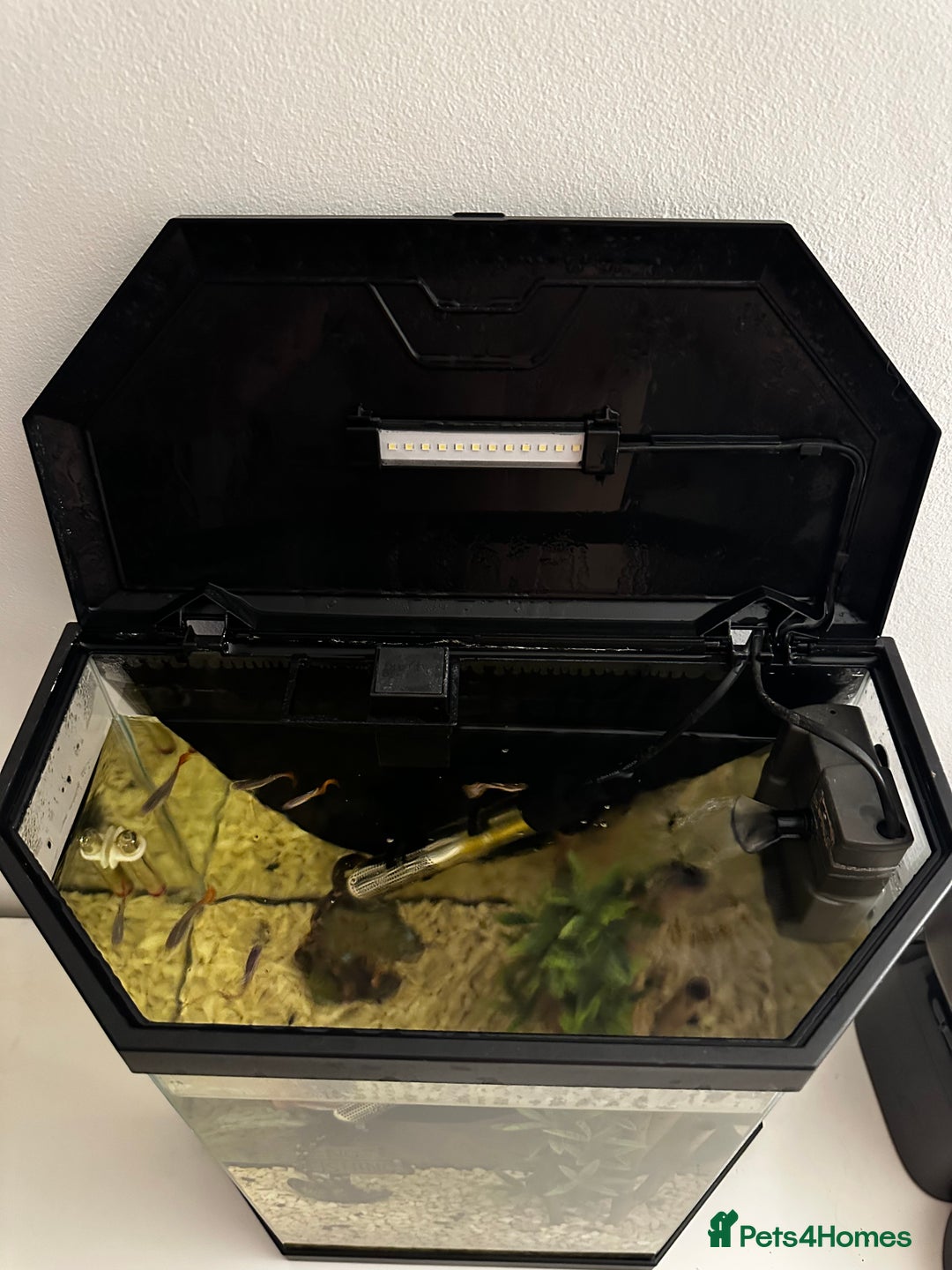 Other/Mixed Breed fish for sale: Guppies with 25L tank  - Image 7