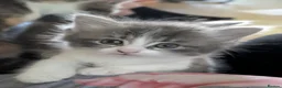 Mixed Breed cats for sale: Domestic short hair x Main coon - Advert 24