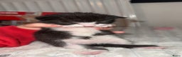 British Longhair cats for sale: Black and white long hair kittens for sale - Advert 5