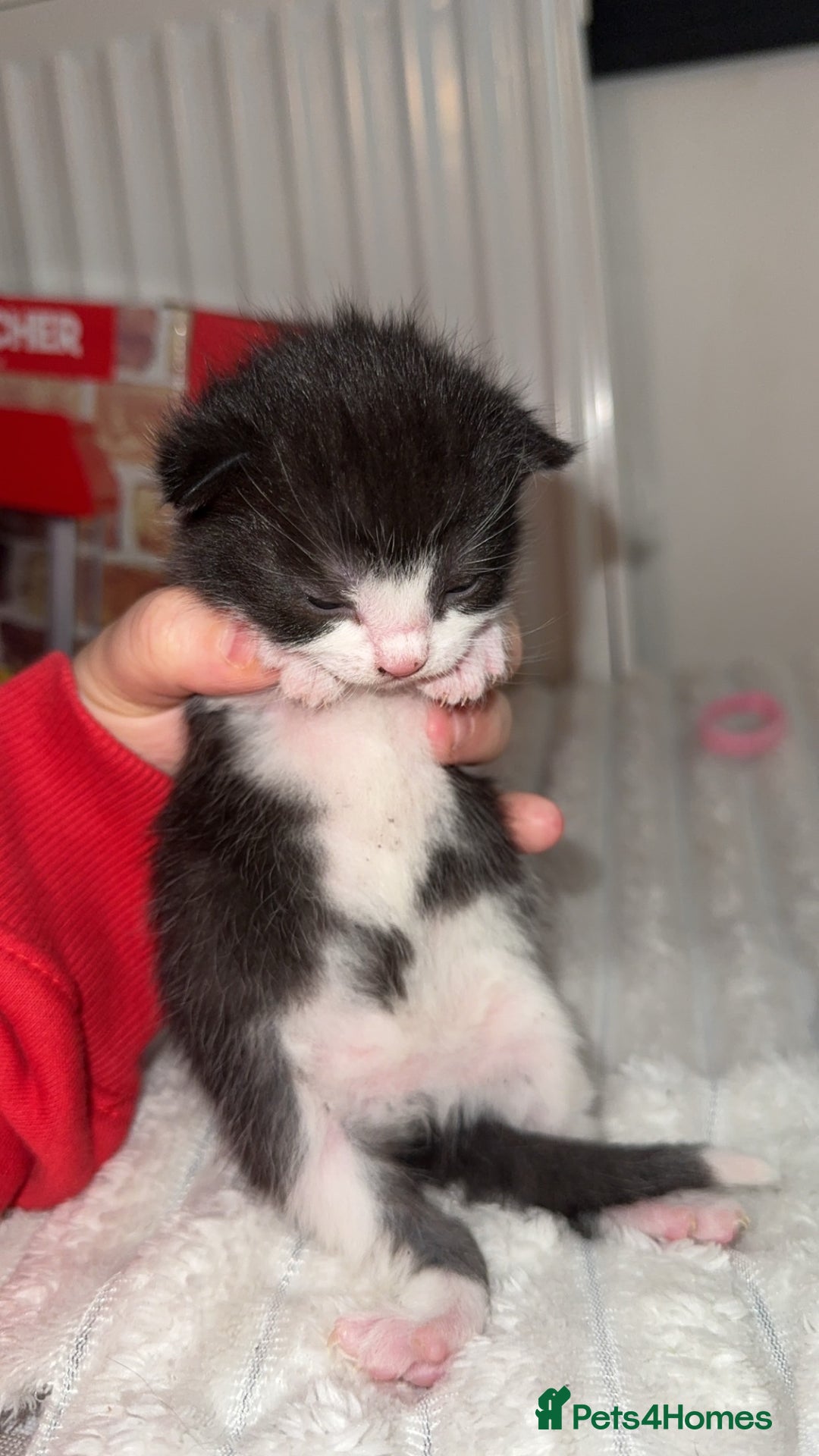 British Longhair cats for sale: Black and white long hair kittens for sale - Advert 5
