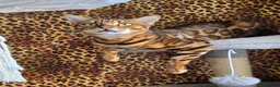 Bengal cats for sale: Waiting list open for kittens 2026-expecting 27.01 - Advert 21