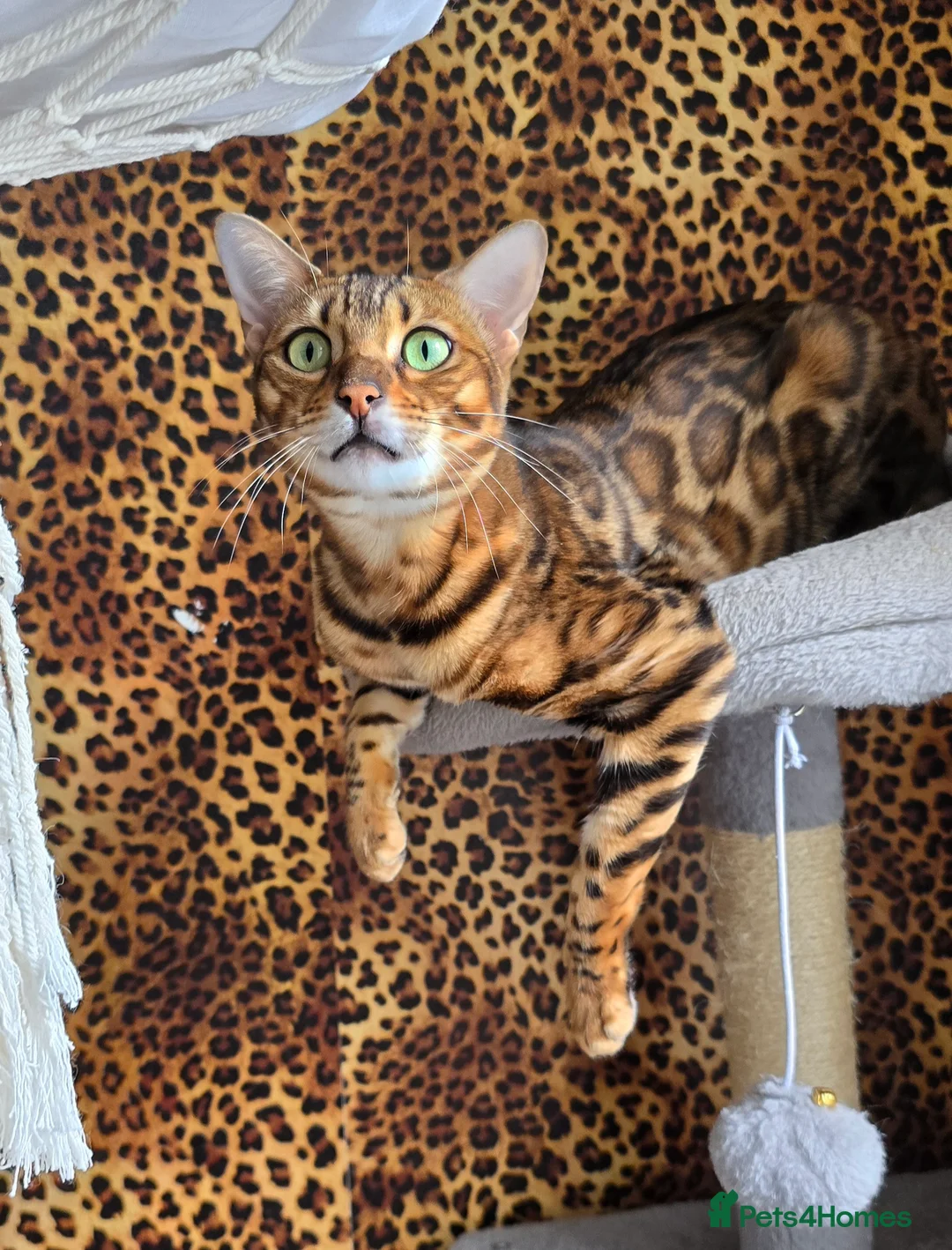 Bengal cats for sale: Waiting list open for kittens 2026-expecting 27.01 - Advert 21
