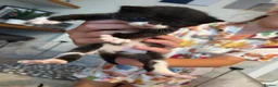 British Shorthair cats for sale: 🐾 10 Adorable Kittens - girls & boys in Exeter - Advert 14