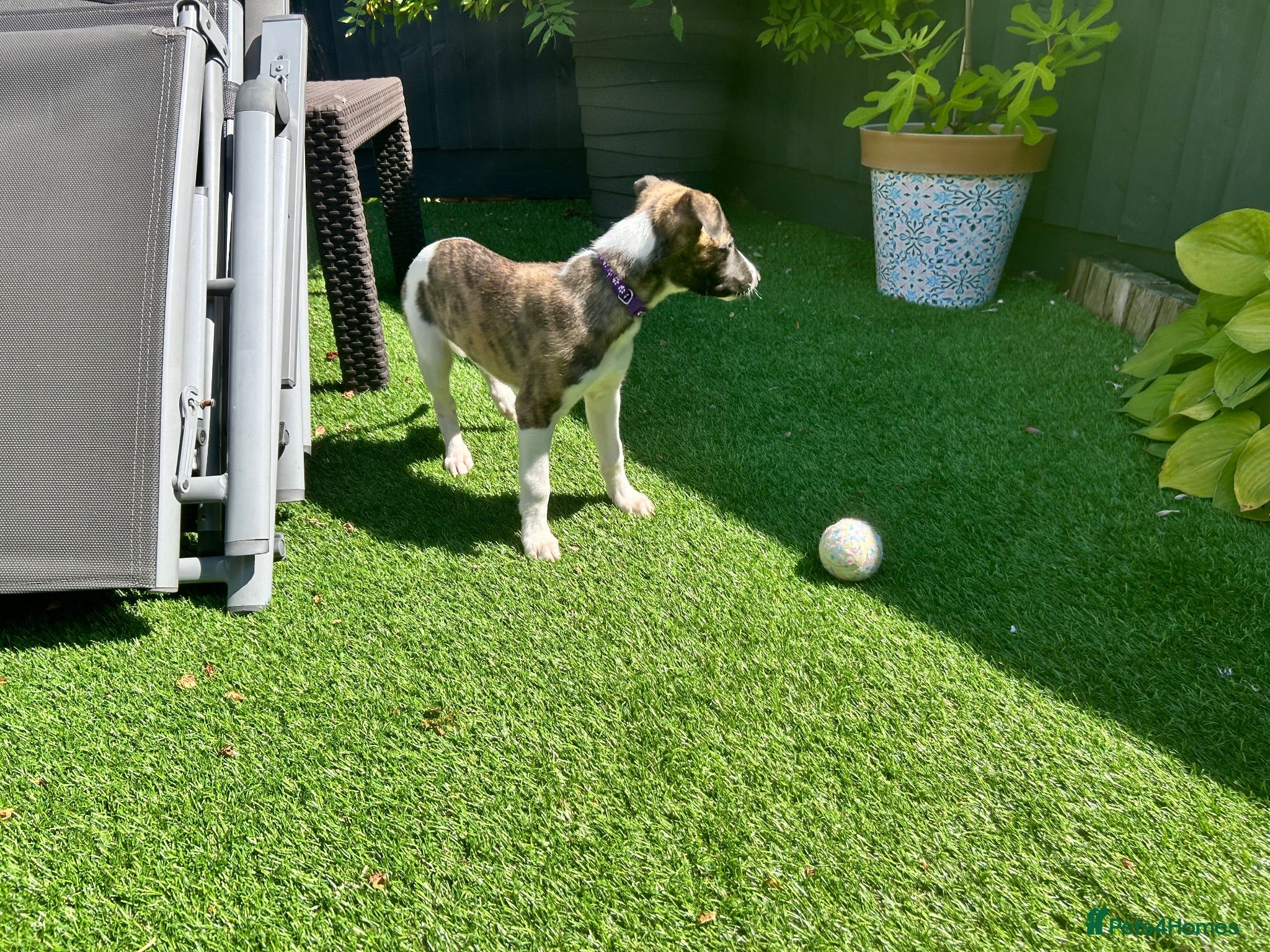 Whippet dogs Beautiful whippet puppy ready now - Advert 1